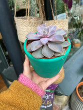 Load image into Gallery viewer, Echeveria Perle Von Nurnberg
