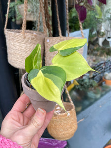 Philodendron scandens Brasil - Sweetheart Philodendron