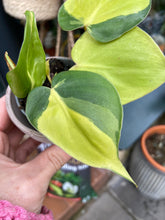 Load image into Gallery viewer, Philodendron scandens Brasil - Sweetheart Philodendron
