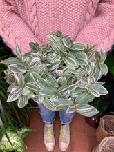 Load image into Gallery viewer, Tradescantia tenderness - Inch Plant
