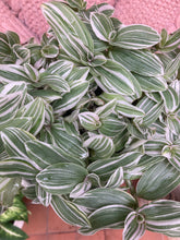 Load image into Gallery viewer, Tradescantia tenderness - Inch Plant

