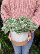 Load image into Gallery viewer, Tradescantia tenderness - Inch Plant
