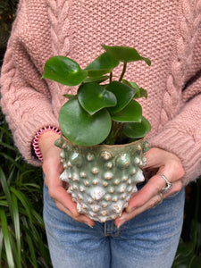 Peperomia polybotrya - Raindrop Peperomia