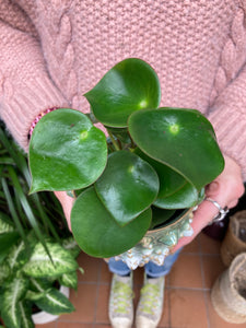Peperomia polybotrya - Raindrop Peperomia