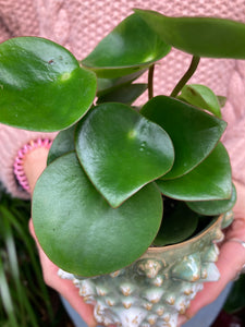 Peperomia polybotrya - Raindrop Peperomia