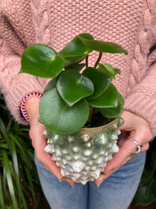 Peperomia polybotrya - Raindrop Peperomia