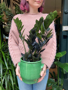 Zamioculcas zamiifolia Raven - *Local Delivery or Local Pick Up Only*