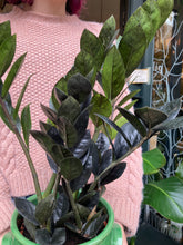 Load image into Gallery viewer, Zamioculcas zamiifolia Raven - *Local Delivery or Local Pick Up Only*
