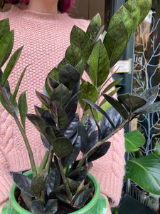 Zamioculcas zamiifolia Raven - *Local Delivery or Local Pick Up Only*