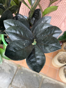 Zamioculcas zamiifolia Raven - *Local Delivery or Local Pick Up Only*