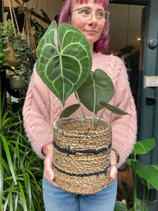 Anthurium clarinervium - Velvet Cardboard Anthurium