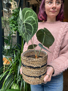 Anthurium clarinervium - Velvet Cardboard Anthurium