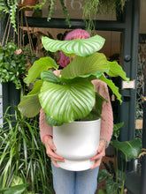 Load image into Gallery viewer, Calathea orbifolia 21cm Pot - *Local Delivery or Local Pick Up Only*
