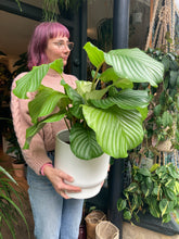 Load image into Gallery viewer, Calathea orbifolia 21cm Pot - *Local Delivery or Local Pick Up Only*
