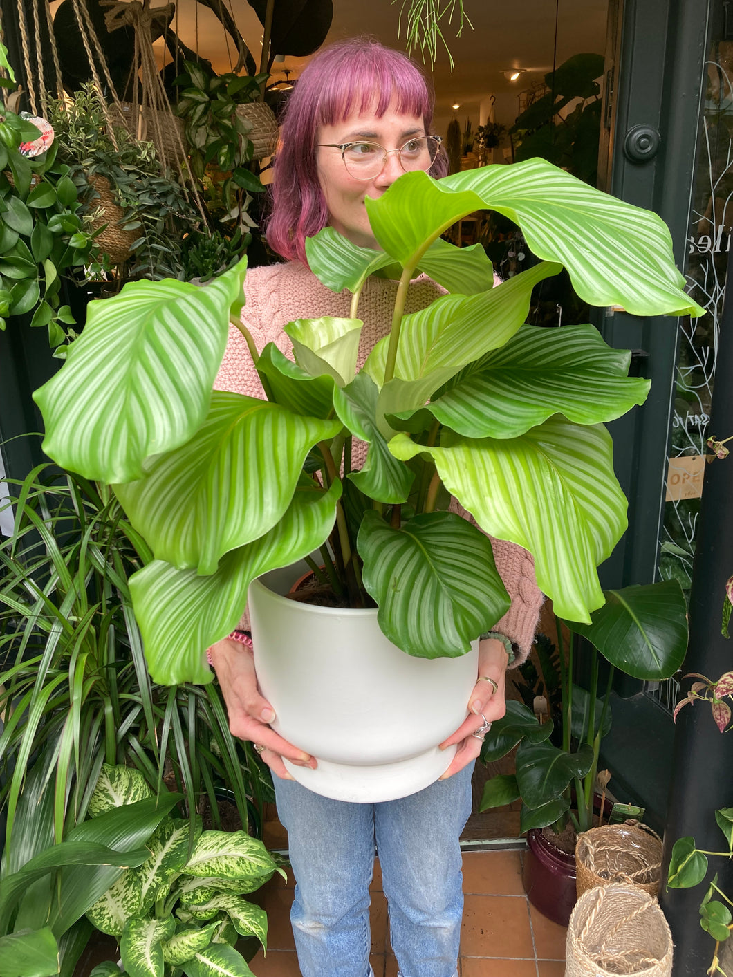 Calathea orbifolia 21cm Pot - *Local Delivery or Local Pick Up Only*