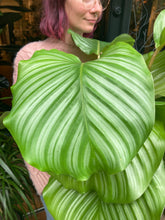 Load image into Gallery viewer, Calathea orbifolia 21cm Pot - *Local Delivery or Local Pick Up Only*
