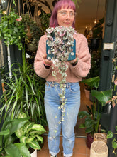 Load image into Gallery viewer, Ceropegia woodii Variegata - Variegated String of Hearts
