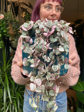 Load image into Gallery viewer, Ceropegia woodii Variegata - Variegated String of Hearts
