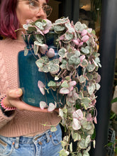 Load image into Gallery viewer, Ceropegia woodii Variegata - Variegated String of Hearts
