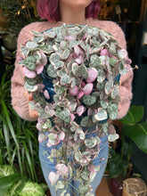 Load image into Gallery viewer, Ceropegia woodii Variegata - Variegated String of Hearts
