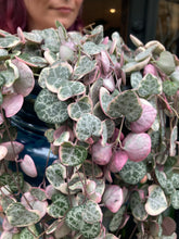 Load image into Gallery viewer, Ceropegia woodii Variegata - Variegated String of Hearts
