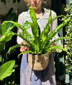 Asplenium antiquum Osaka / Japanese Birds Nest Fern