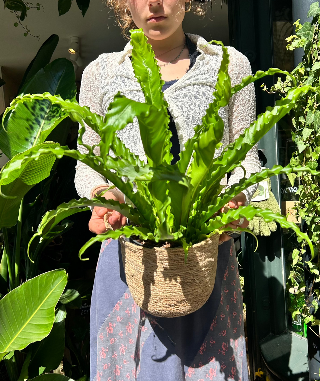Asplenium antiquum Osaka / Japanese Birds Nest Fern
