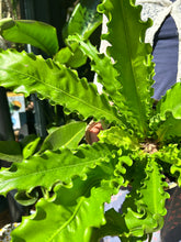 Load image into Gallery viewer, Asplenium antiquum Osaka / Japanese Birds Nest Fern
