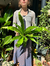Load image into Gallery viewer, Asplenium antiquum Osaka / Japanese Birds Nest Fern
