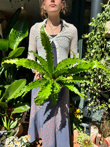 Asplenium antiquum Osaka / Japanese Birds Nest Fern
