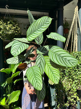 Load image into Gallery viewer, Ctenanthe oppenheimiana / Never Never Plant - *Local Delivery or Local Pick Up Only*
