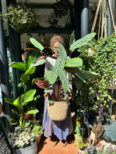 Load image into Gallery viewer, Ctenanthe oppenheimiana / Never Never Plant - *Local Delivery or Local Pick Up Only*
