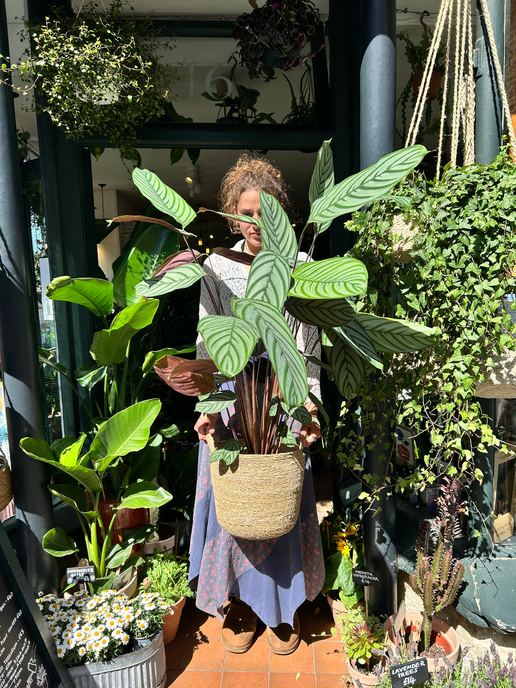 Ctenanthe oppenheimiana / Never Never Plant - *Local Delivery or Local Pick Up Only*