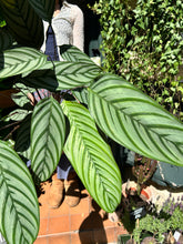 Load image into Gallery viewer, Ctenanthe oppenheimiana / Never Never Plant - *Local Delivery or Local Pick Up Only*
