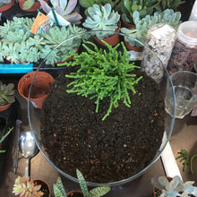 Load image into Gallery viewer, Make Your Own Succulent Terrarium Workshop

