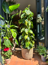 Load image into Gallery viewer, Philodendron scandens Brasil on Trellis / Sweetheart Philodendron - *Local Delivery or Local Pick Up Only*
