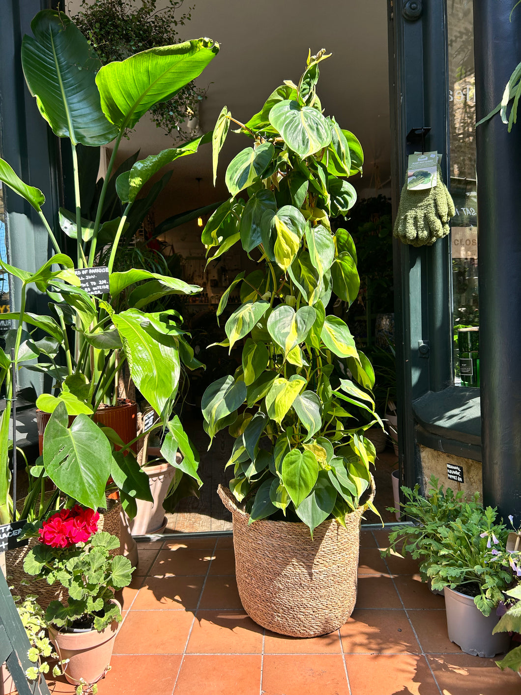 Philodendron scandens Brasil on Trellis / Sweetheart Philodendron - *Local Delivery or Local Pick Up Only*