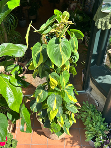 Philodendron scandens Brasil on Trellis / Sweetheart Philodendron - *Local Delivery or Local Pick Up Only*
