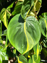 Load image into Gallery viewer, Philodendron scandens Brasil on Trellis / Sweetheart Philodendron - *Local Delivery or Local Pick Up Only*
