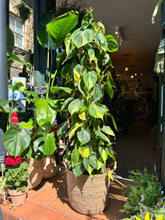 Load image into Gallery viewer, Philodendron scandens Brasil on Trellis / Sweetheart Philodendron - *Local Delivery or Local Pick Up Only*
