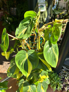 Philodendron scandens Brasil on Trellis / Sweetheart Philodendron - *Local Delivery or Local Pick Up Only*