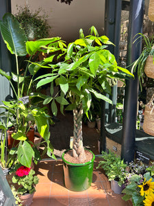 Pachira aquatica / Money Tree / Guiana Chestnut - 27cm Pot - *Local Delivery or Local Pick Up Only*