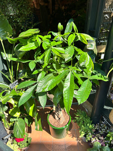Pachira aquatica / Money Tree / Guiana Chestnut - 27cm Pot - *Local Delivery or Local Pick Up Only*