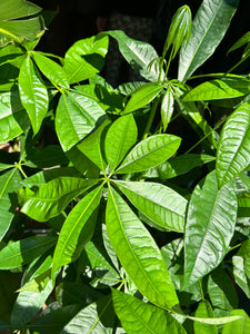 Pachira aquatica / Money Tree / Guiana Chestnut - 27cm Pot - *Local Delivery or Local Pick Up Only*
