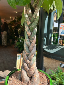Pachira aquatica / Money Tree / Guiana Chestnut - 27cm Pot - *Local Delivery or Local Pick Up Only*