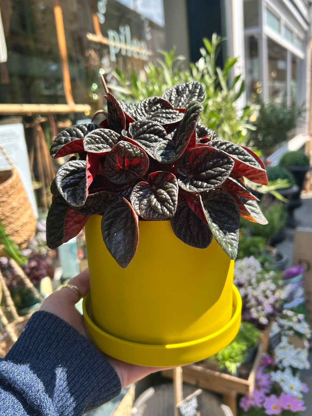 Peperomia caperata 'Chocolate' / Chocolate Peperomia