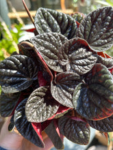 Load image into Gallery viewer, Peperomia caperata &#39;Chocolate&#39; / Chocolate Peperomia
