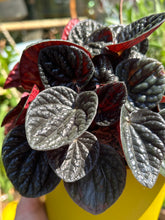 Load image into Gallery viewer, Peperomia caperata &#39;Chocolate&#39; / Chocolate Peperomia
