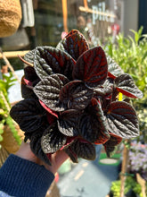 Load image into Gallery viewer, Peperomia caperata &#39;Chocolate&#39; / Chocolate Peperomia
