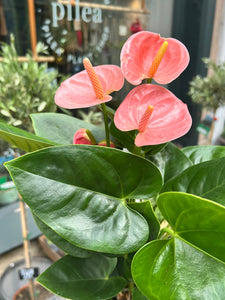 Anthurium andraeanum Spirit / Flamingo Flower